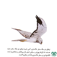 گونه سنقر خاکستری Hen Harrier